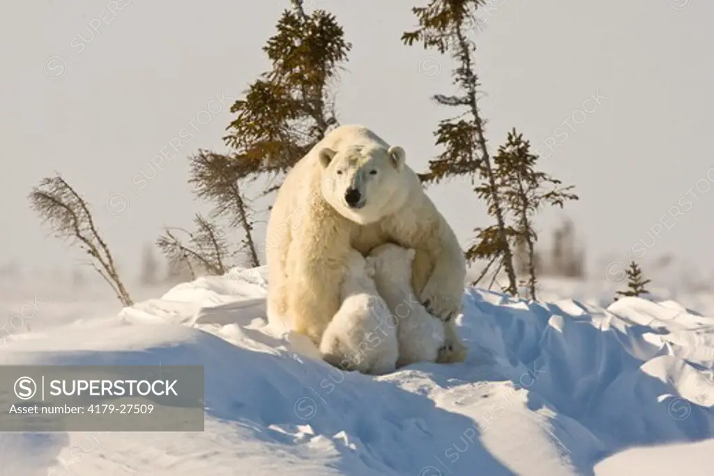 Mother Polar Bear and Cubs, Manitoba, Canada