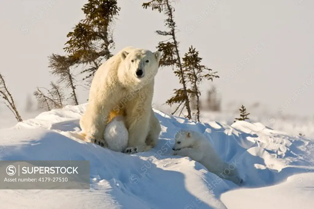 Mother Polar Bear and Cubs, Manitoba, Canada