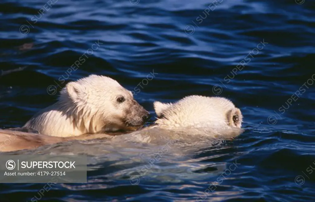 Polar Bear Mother & Cub (Ursus maritimus) swimming Wager Bay - Canada    wild
