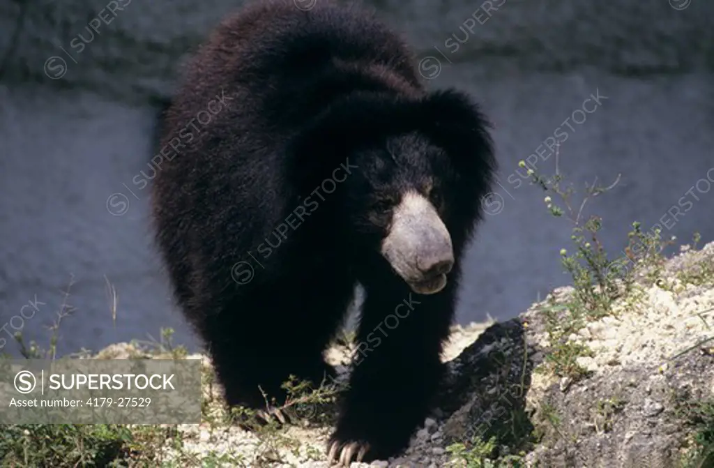 Sloth Bear (Melursus ursinus) walking, SE Asia, Sri Lanka, Indian subcontinent, Nepal, Assam, Vulnerable (IUCN), CITES I