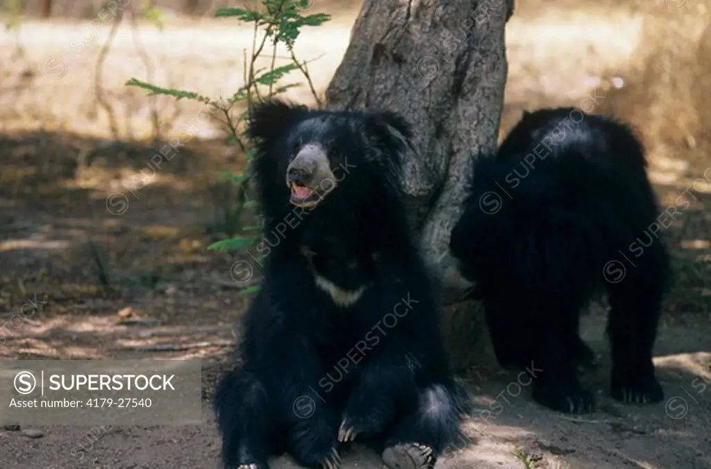 Sloth Bear pair (Melursus ursinus) India captive