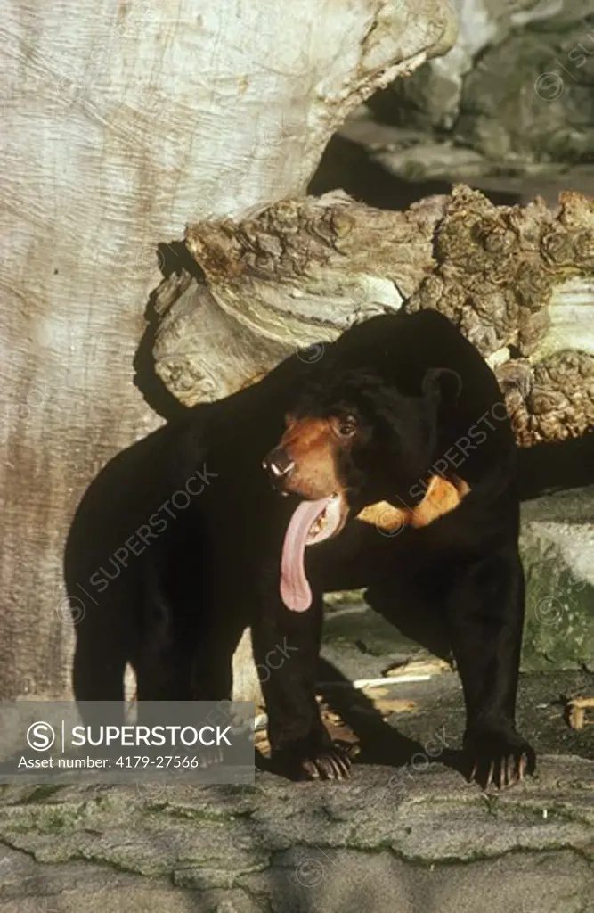 Malayan Sun Bear w/ tongue out (Helarctos malayanus) Seattle Zoo Washington