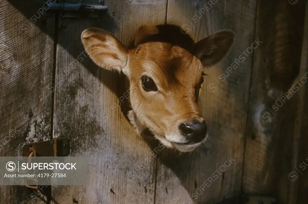 Young Calf raised for Veal, immobilized for Life, Connecticut