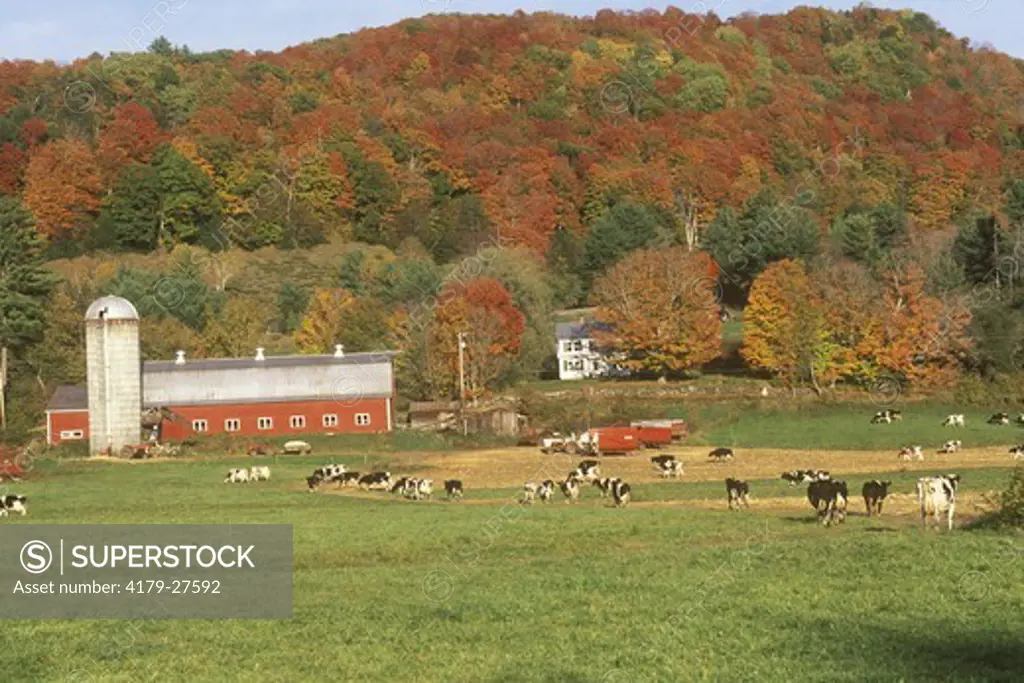 Dairy Farm and Holstein Cattle, VT, Vermont