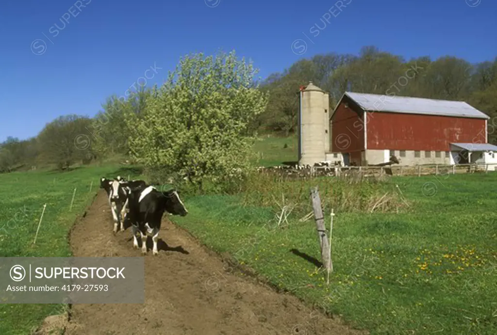 Dairy Farm and Holstein Cattle, WI,  Wisconsin