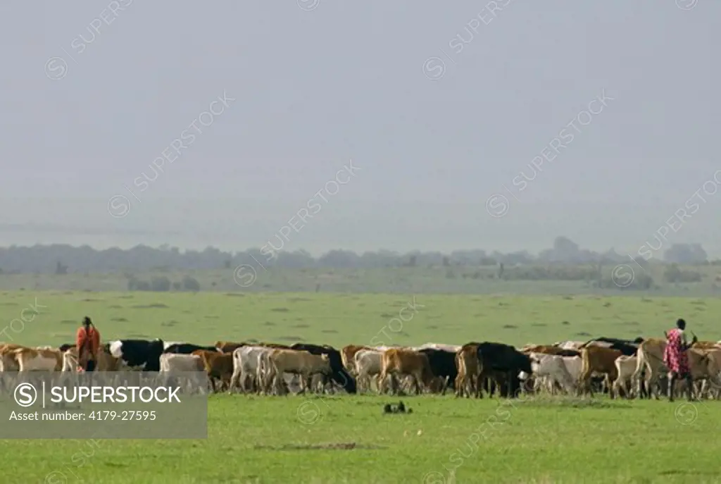 Masai with cattle within park Masai Mara Natl Reserve, Kenya