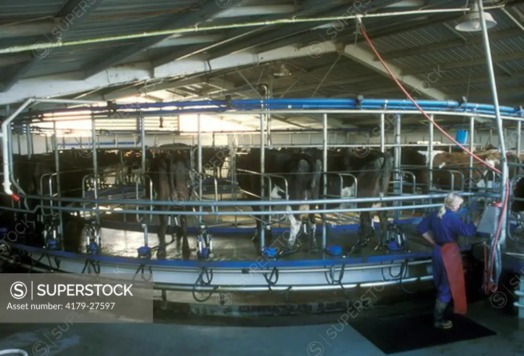 Dairy cows on a turntable milking platform. Pendarves Canterbury, N.Z.  5/00