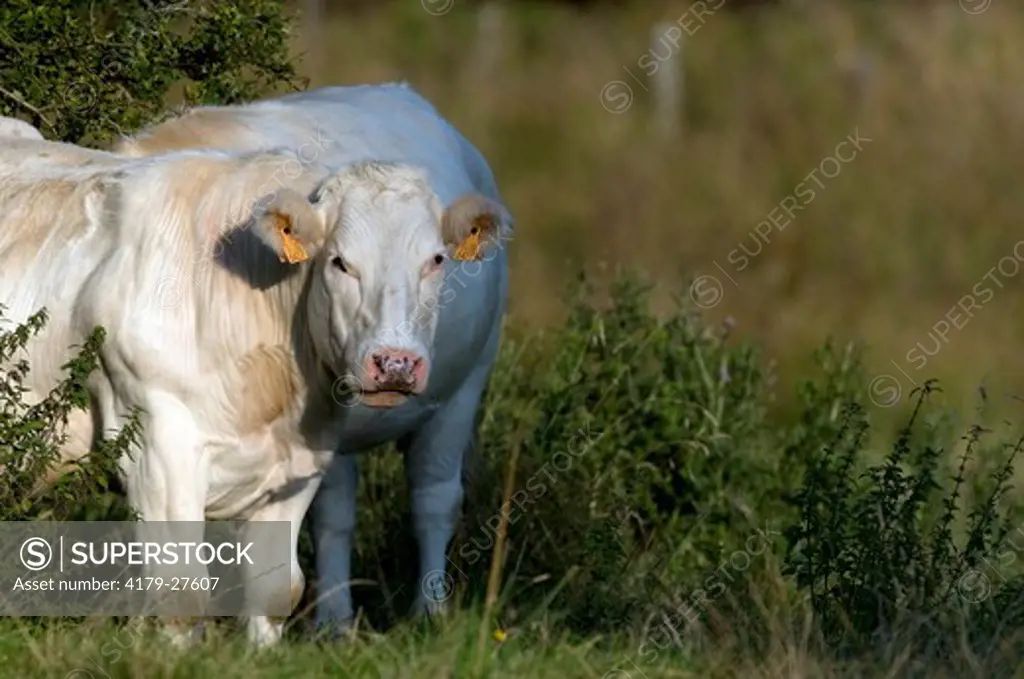 Vache - Charolais - Cattle - Cow