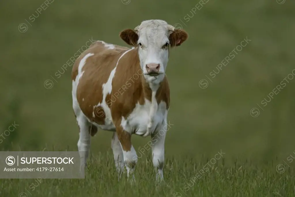 Cow, Australia