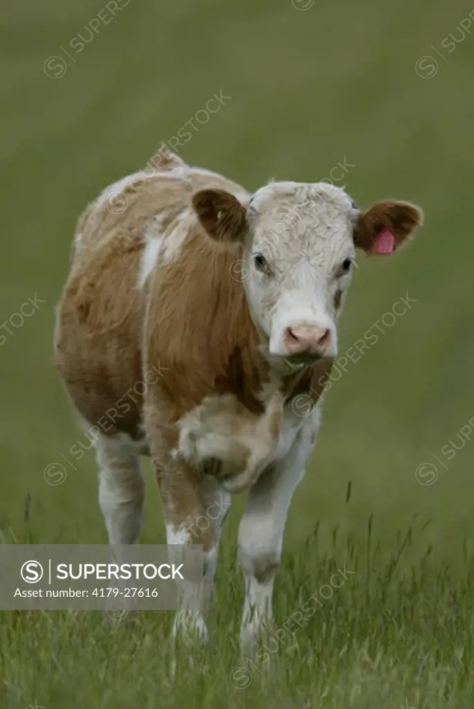 Cow, Australia