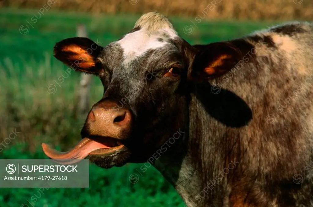 Milking Shorthorn Cow showing long Tongue