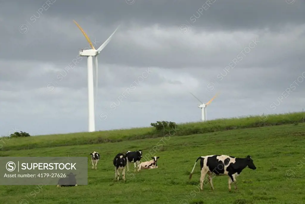 Cows and Wind Turbines, Hawi Wind Farm, Hawaii, USA, January 2009
