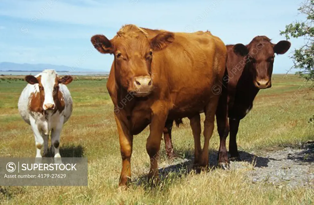Steers, probably Ayreshire Based w/ milking Shorthorn, Canterbury, New Zealand