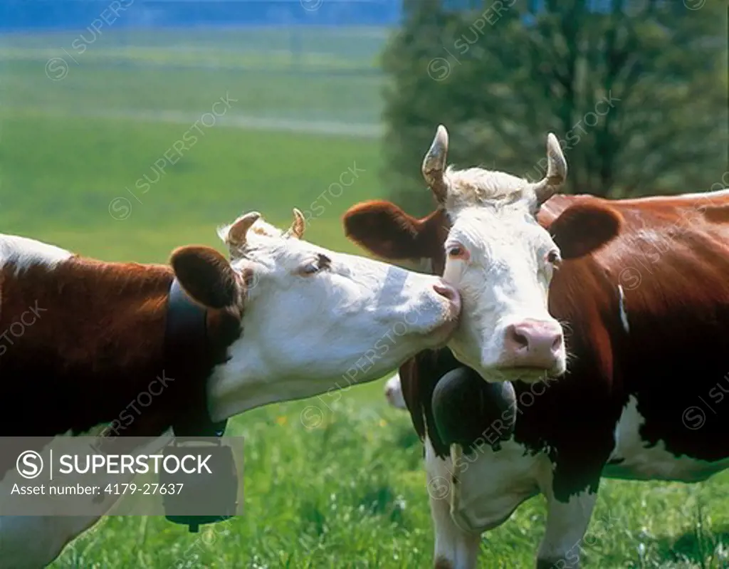 Kissing cows - Cattles - Tendresse de vaches