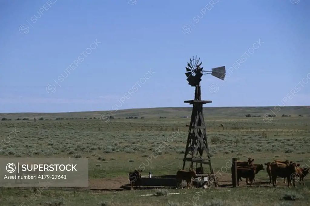 Domestic Cattle Herd around Windmill, E. CO, Colorado