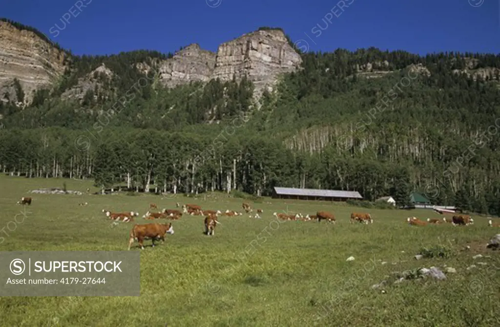Cattle Herd on Pasture, San Juan Mountains, Colorado