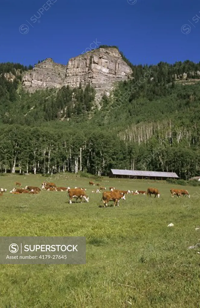 Cattle Herd on Pasture, San Juan Mountains, Colorado