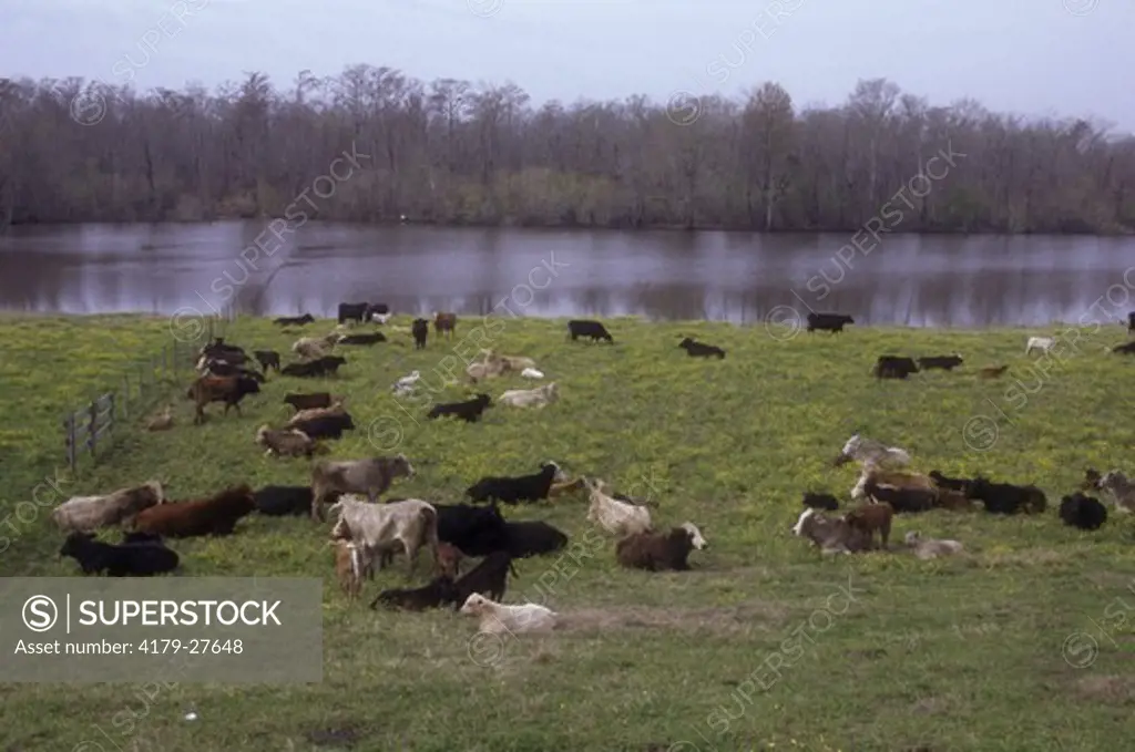 Cows rest on inside of Levee, Atchafalaya Basin, Louisiana