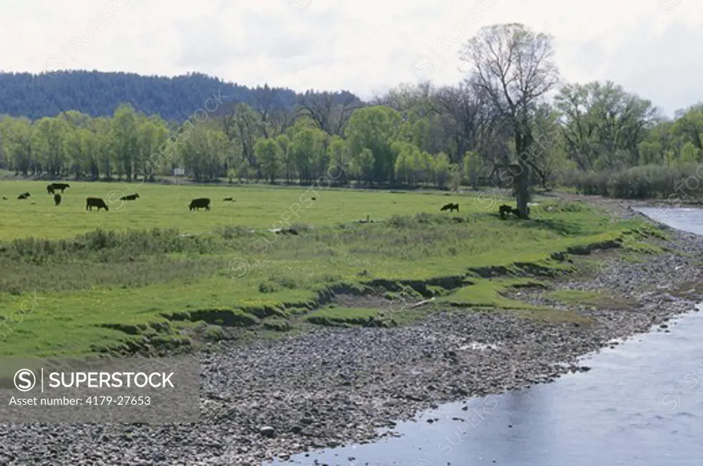 Cattle Grazing along Yellowstone River, Reed Point, Stillwater Co., MT
