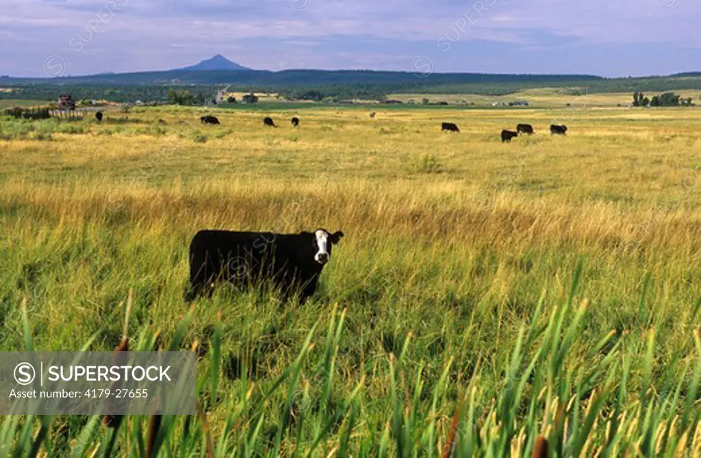 Cattle on Pasture,  Unaweep-Tabeguache Scenic Byway, Colorado