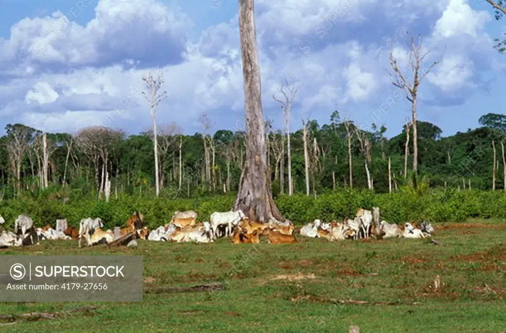 Cattle Pasture in upland Forest w/ dead angelim vermelha, Marajo, Brazil