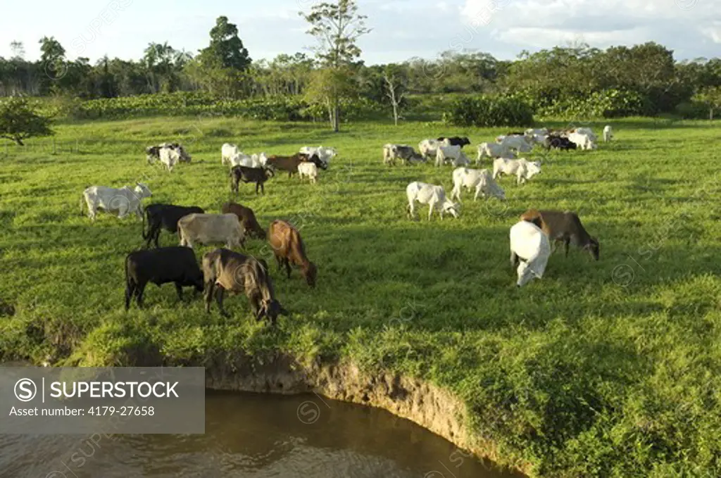 Cattle grazing on Amazon floodplain, bank erosion, Fazenda Jaguatirica (S 3 53' 13.2' W 62 3' 1.8') near Codajs, Rio Solimes, Amazonas, Brazil 6-25-07