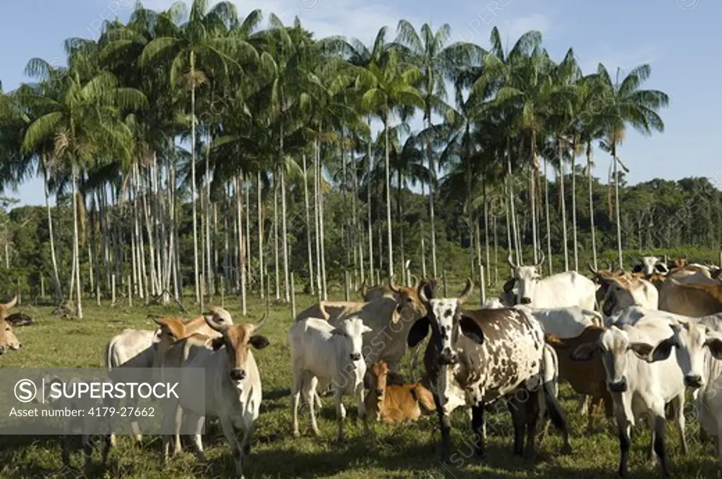 Aa (Euterpe precatoria) plantation in cattle pasture, Anori-Mato Grosso road, Amazonas, Brazil 6-22-07