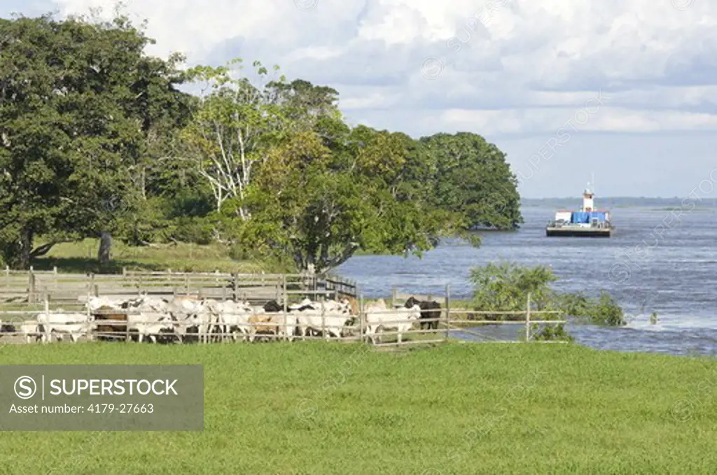 Cattle in corral along bank of the Amazon River, Fazenda Jaguatirica (S 3 53' 13.2' W 62 3' 1.8') near Codajs, Rio Solimes, Amazonas, Brazil 6-25-07