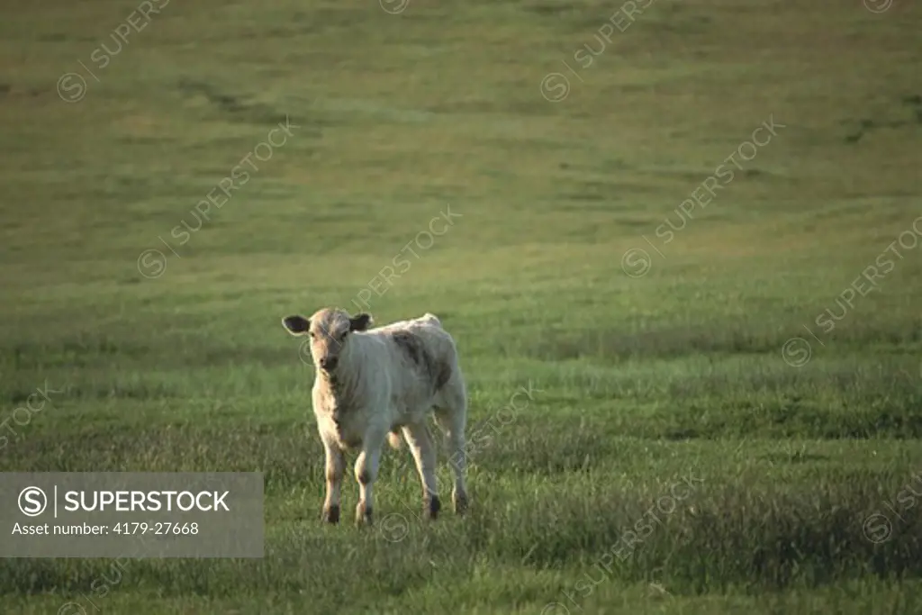 Lone white young calf cow standing in green grass spring ranch pasture field, Mariposa, California