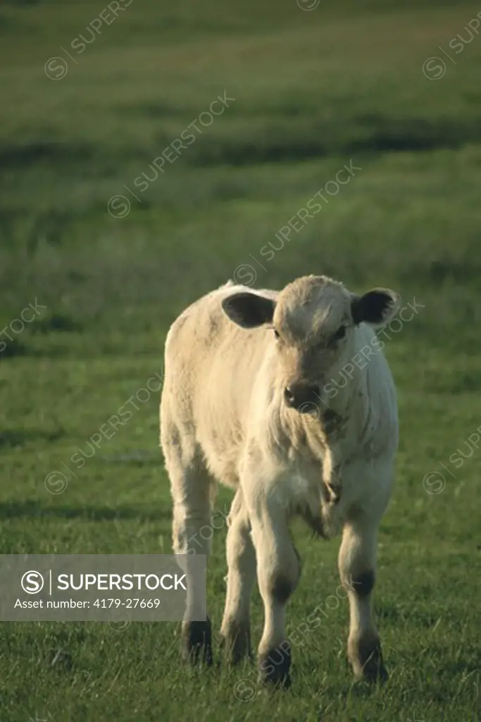 Lone white young calf cow standing in green grass spring ranch pasture field, Mariposa, California