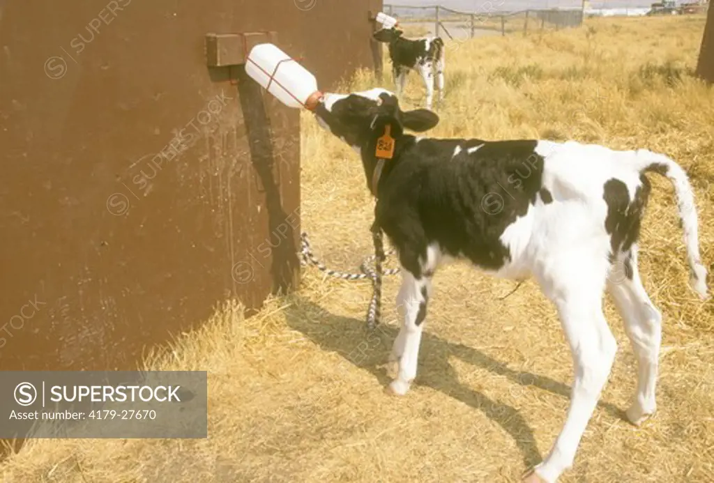 Calf Drinking Formula from Bottle at State Prison Dairy Operation/Deer Lodge, MT