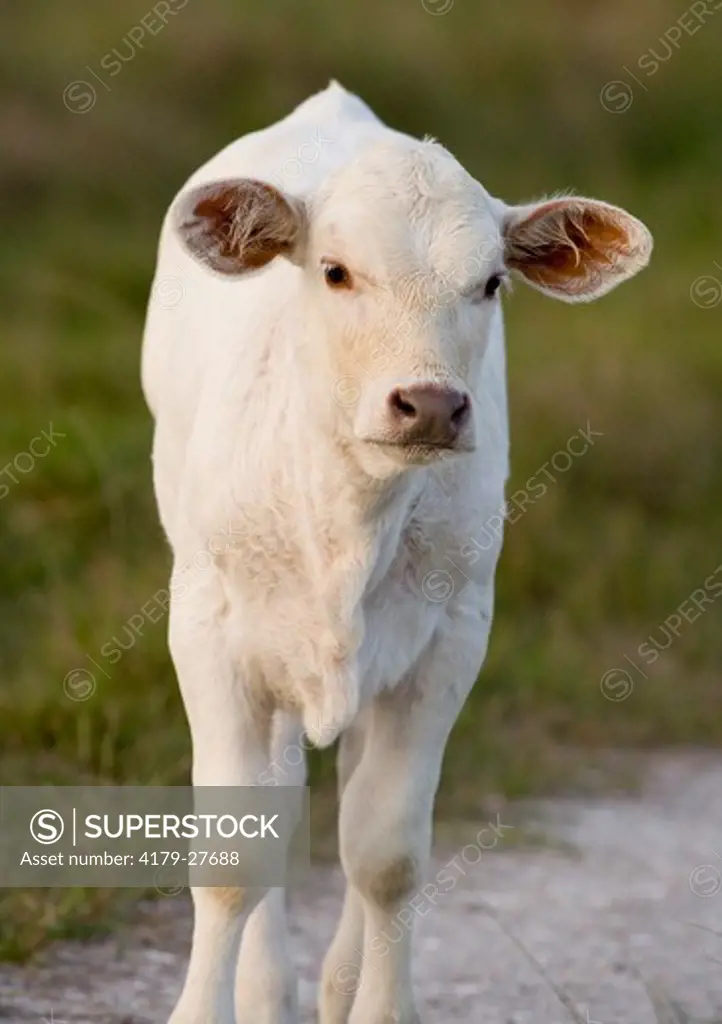 Charolais calf, Coastal Bend, Texas