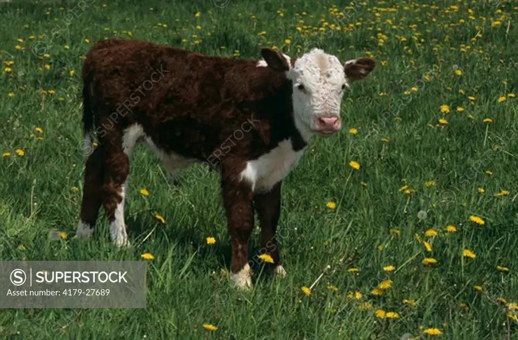 Mixed Bred Calf, Holstein/Hereford Sandhill, Ontario