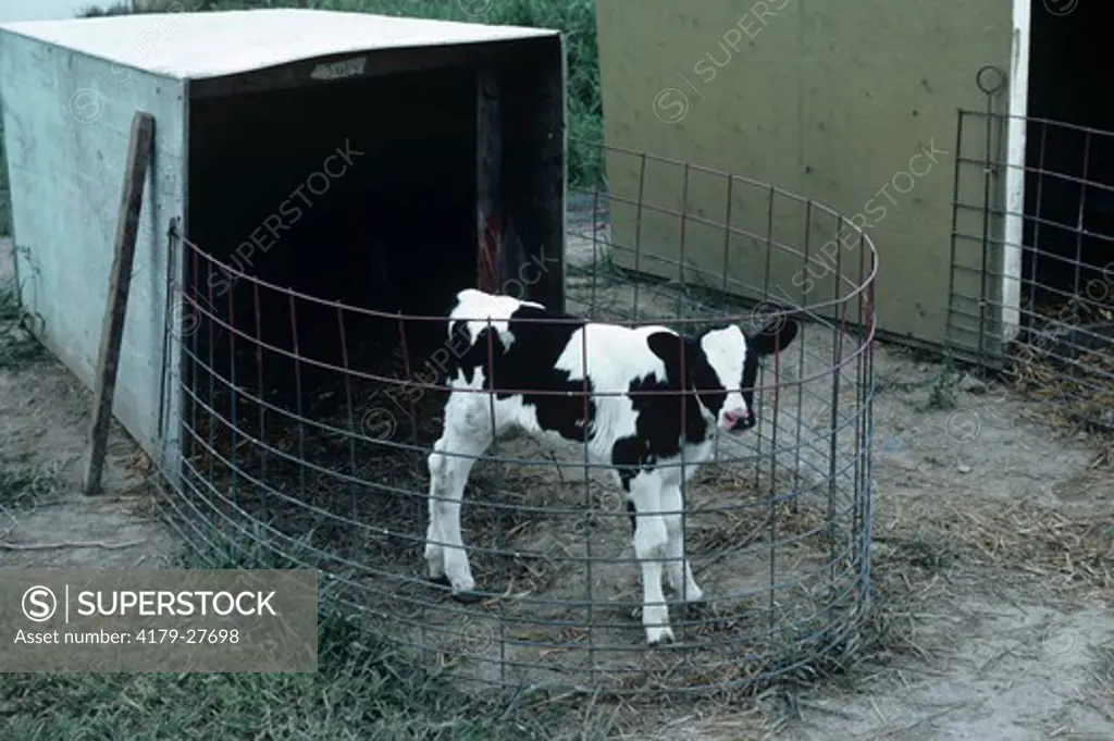 Holstein Dairy Calf, Cayuga Co., NY