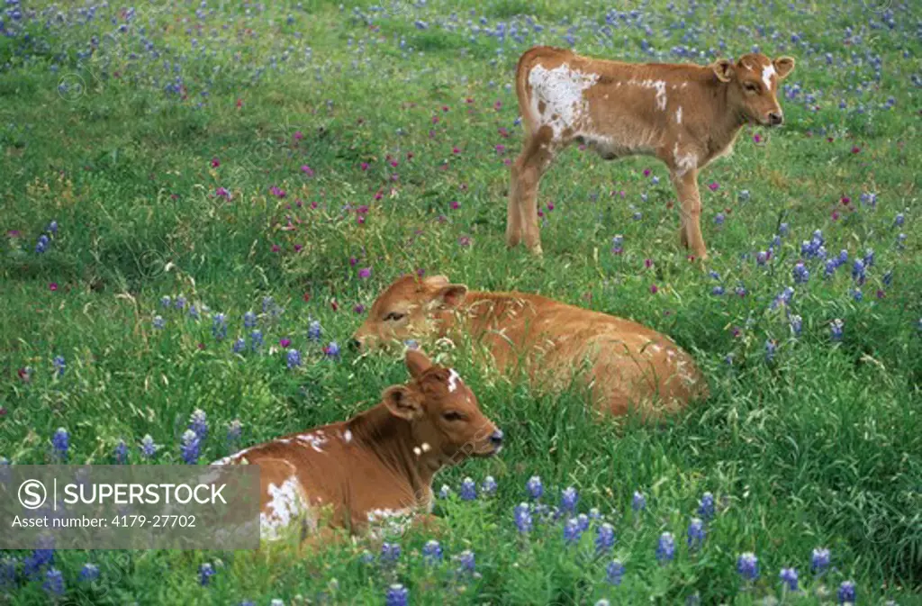 Texas Longhorn Calves, TX Hill Country