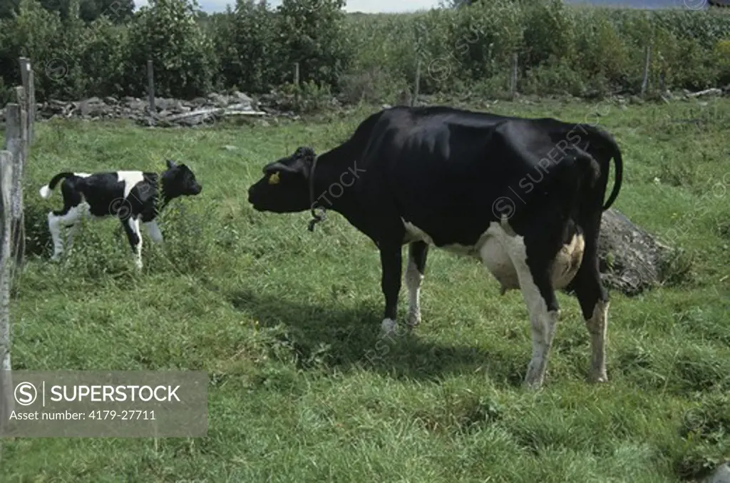 Holstein Cow w/ newborn calf (Bos taurus) PA