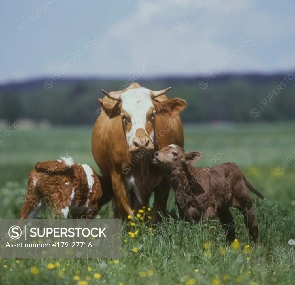 Cows & two calves