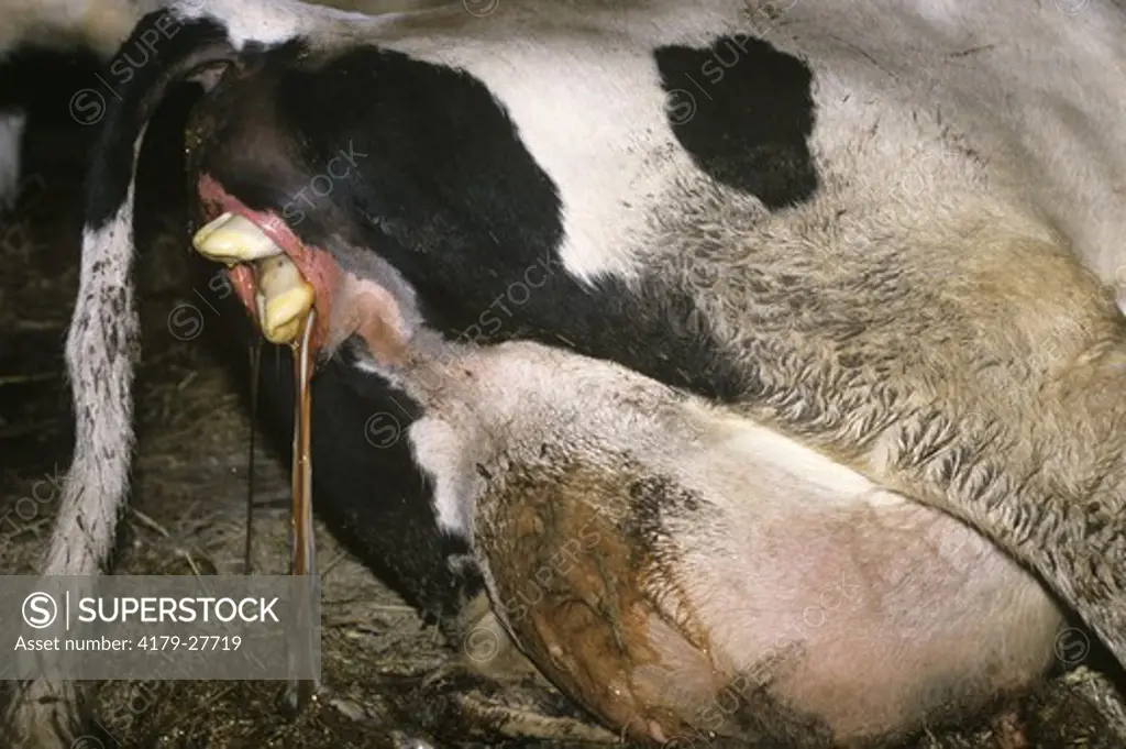 Calf Birth, Holstein Dairy Cow, Mifflin Co., PA