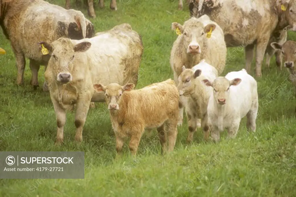 Charolais Cattle with Calves, Craigmore Farm, Timaru, S. Canterbury, NZ