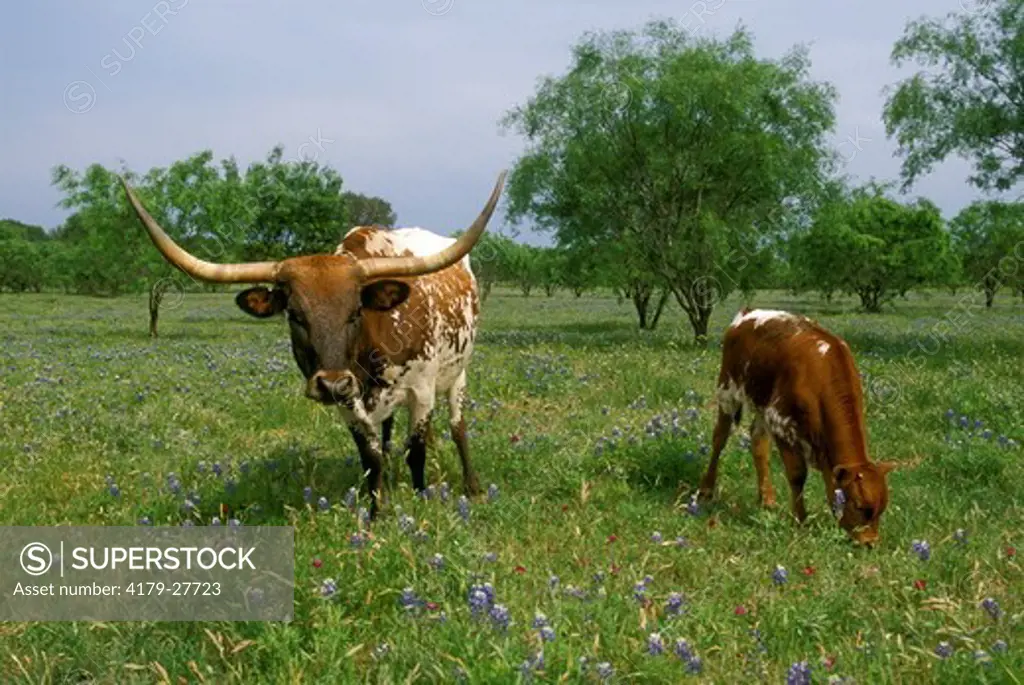 Texas Longhorn Cow & Calf, TX Hill Country