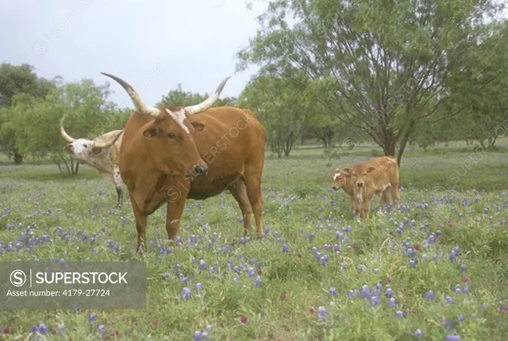 Texas Longhorn Cow and Calves, TX Hill Country