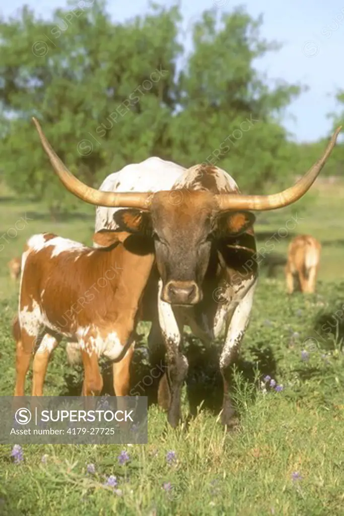 Texas Longhorn Cow and Calf, Texas Hill Country