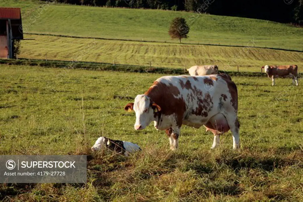 German Red Pied Cow with Calf, Dairy Cattle, Murnau, Bavaria, Germany
