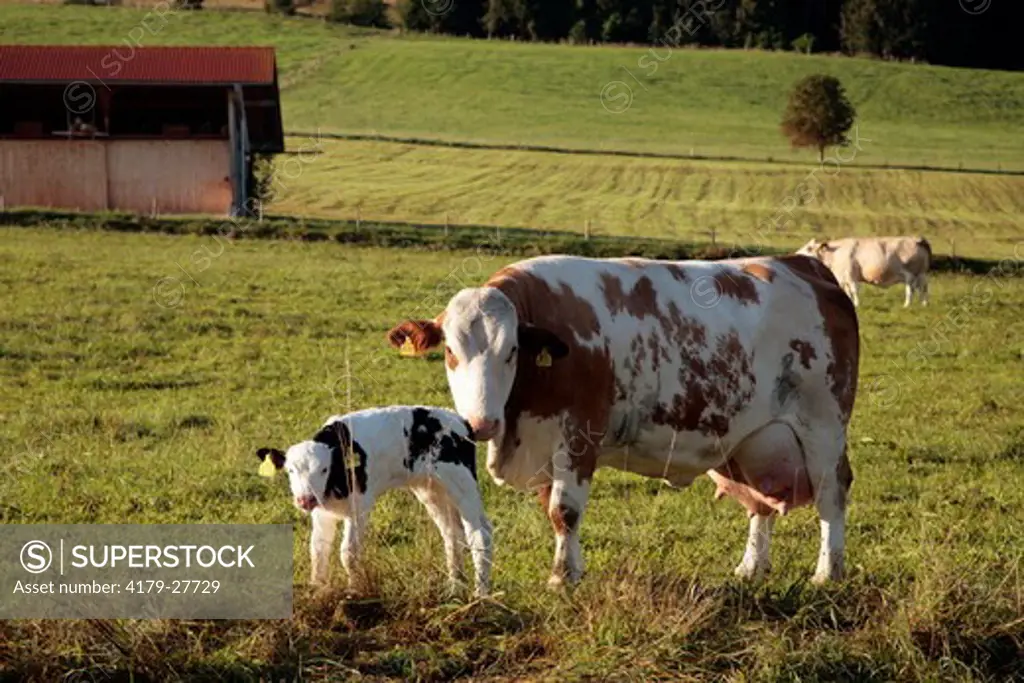 German Red Pied Cow with Calf, Dairy Cattle, Murnau, Bavaria, Germany field