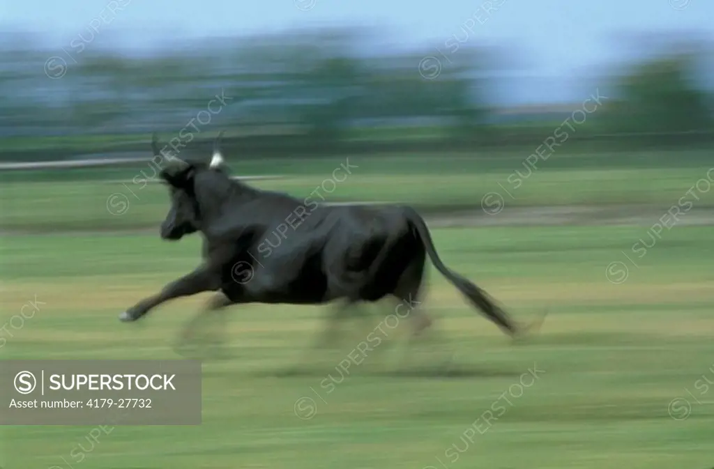 Bull - Running - Motion Blur - Camargue - Southern France - Taureau - 'Toro' - Course - Fil