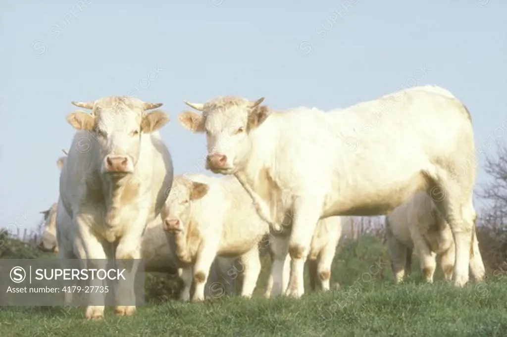 Charolais Bullocks, Beef Breed, No. France