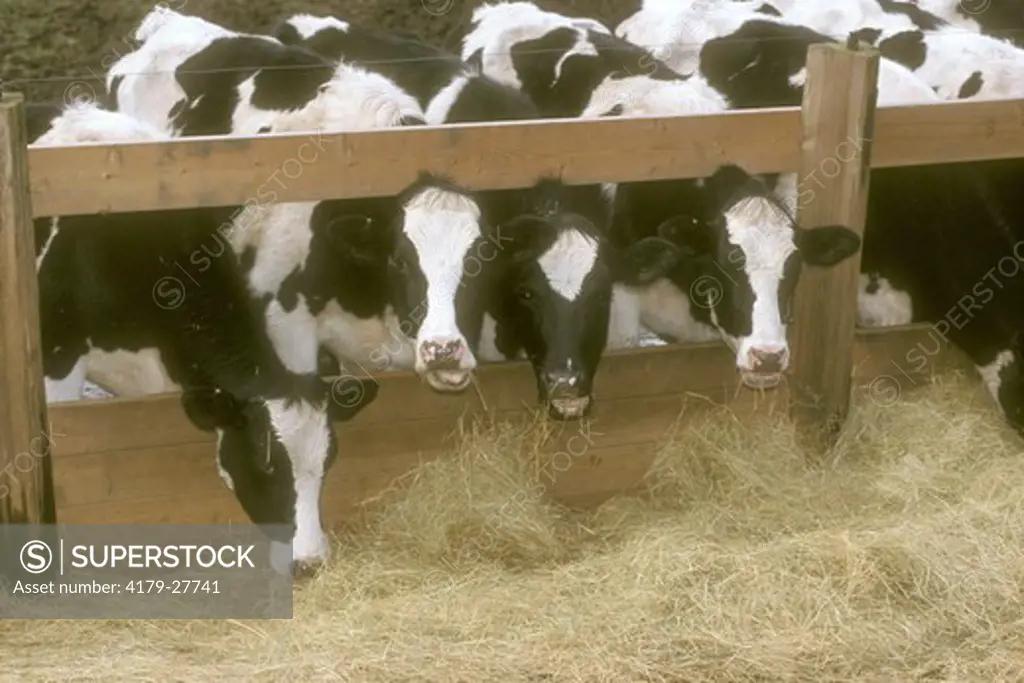 Holstein Cows eating Hay on Dairy Farm, Chimacum, WA