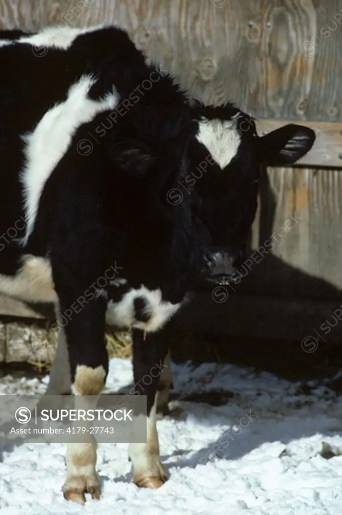Holstein Cow in Barnyard Oldwick, NJ