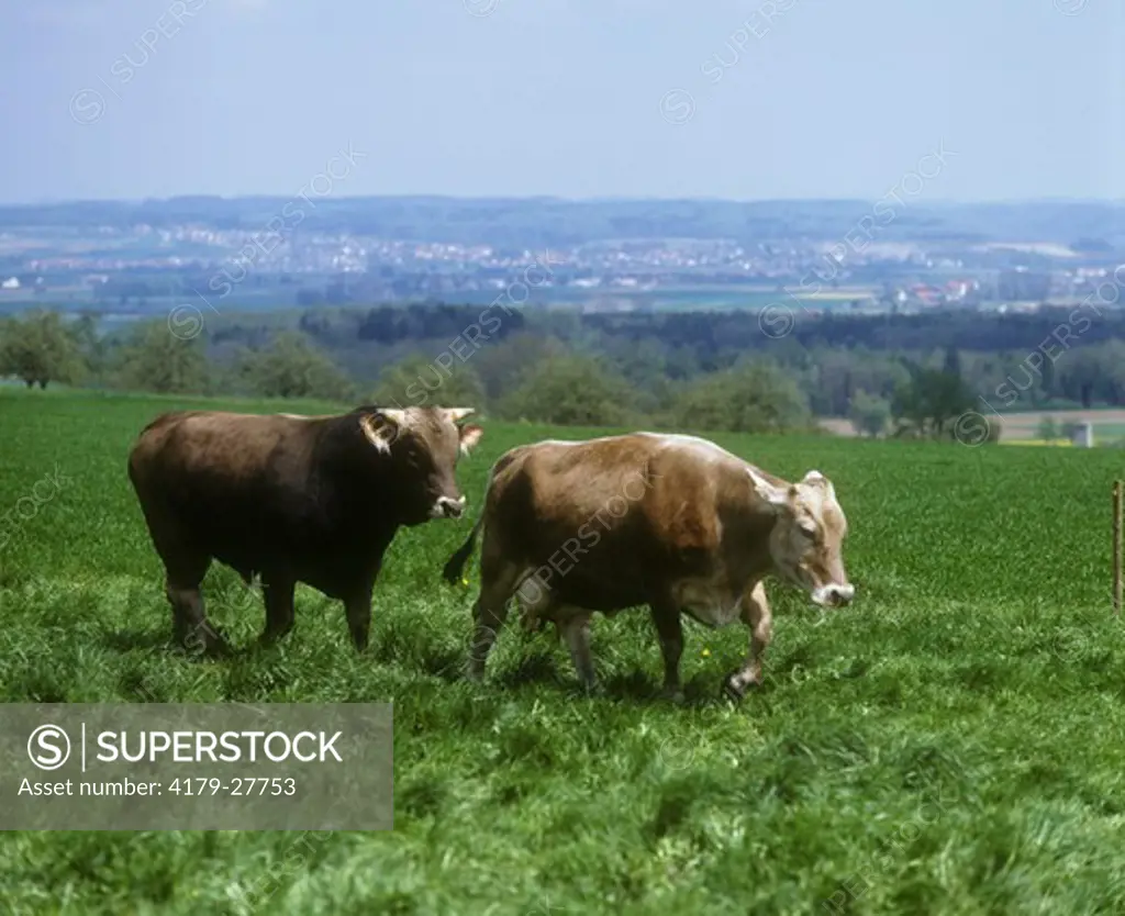 Brown Cattle, Bull & Cow, Germany