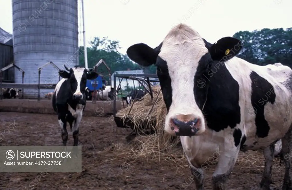 Hampton, NH. A Holstein cow at the Hurd Farm in Hampton, NH. Dairy Farm.